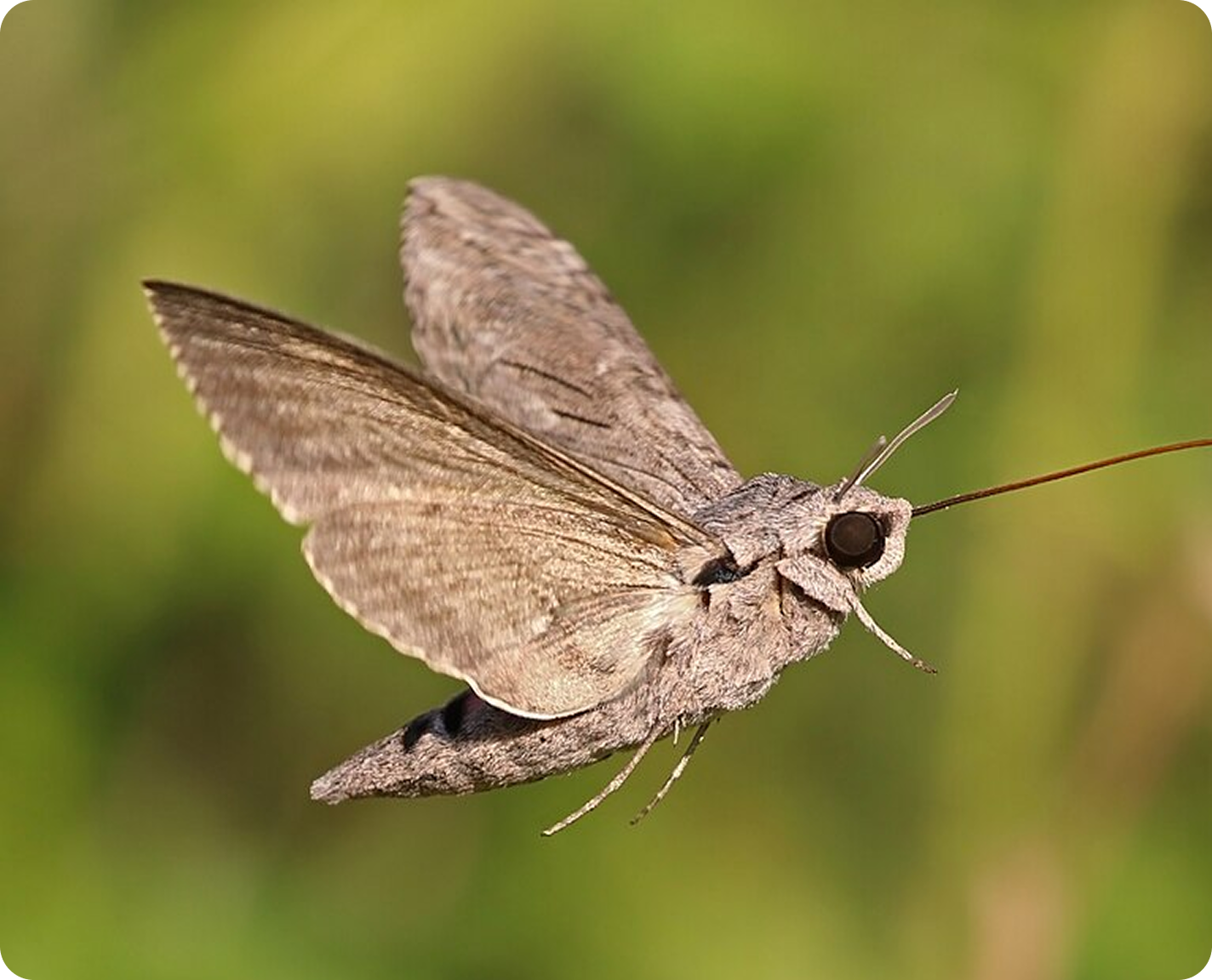 Moth Image