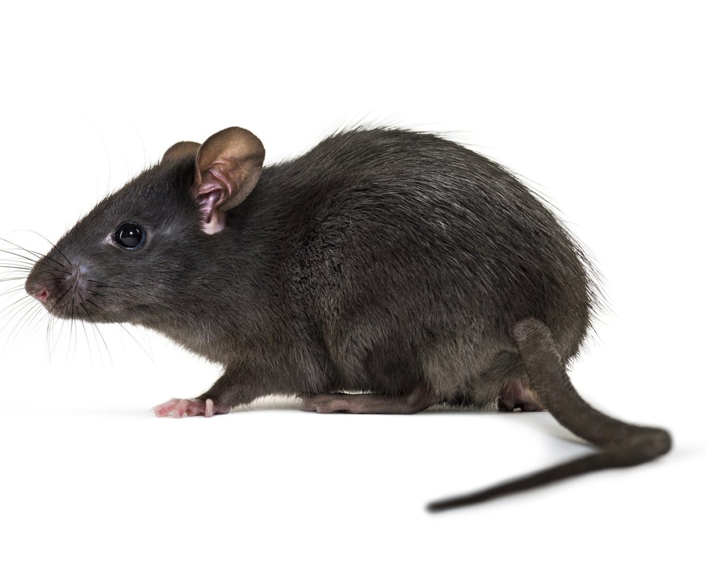 Rat Image