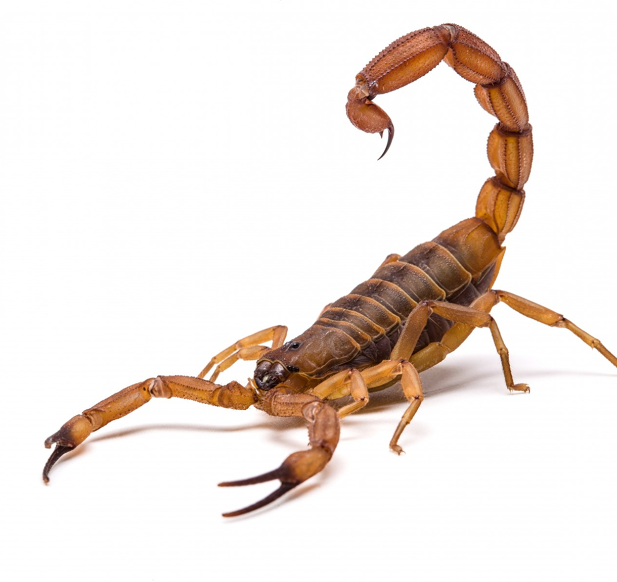 Scorpion Image